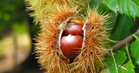 Atelier confiture de châtaignes 2026 – Presbytère de Lamastre